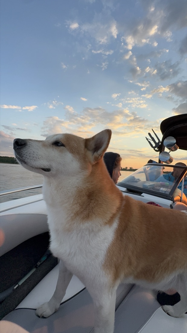 Pies shiba inu na łodzi Malibu SURFLAB o zachodzie słońca